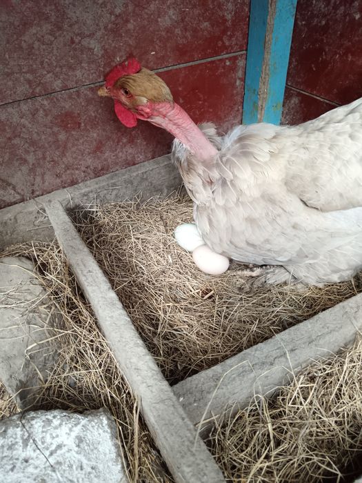 Oua Bio de găină albe și verzi