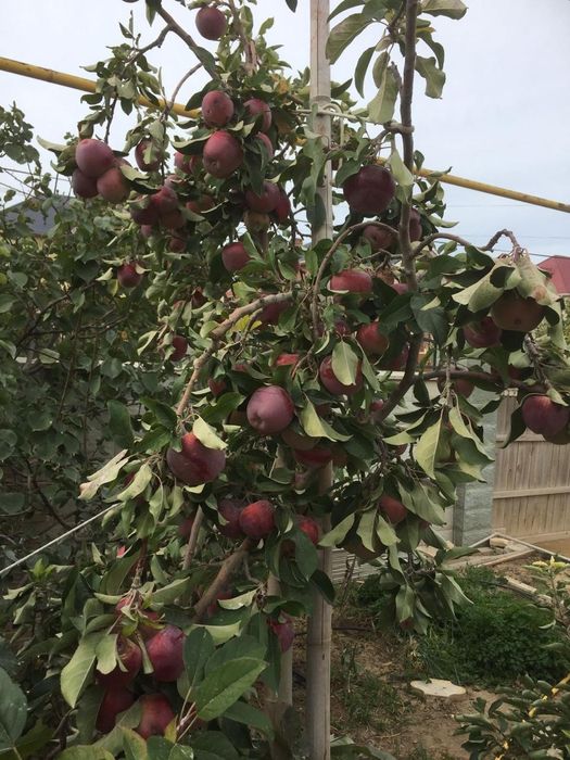 Продам запечатанные бревна пчелы  "ОСМИЯ"