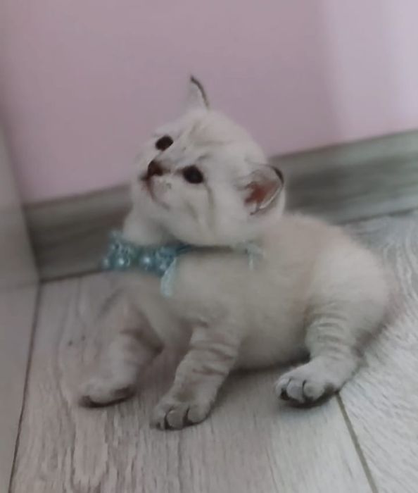 Шотландский пойнтовый Шиншилла