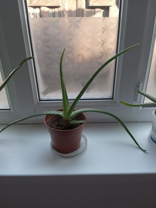 Продам алоэ ВЕРА,от 3лет до 8лет им