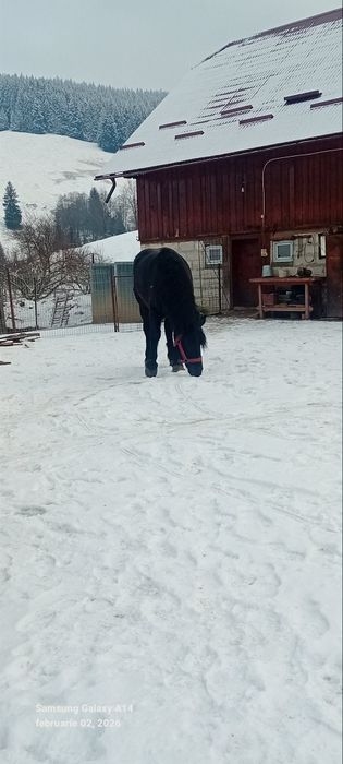 Cal blând de vânzare