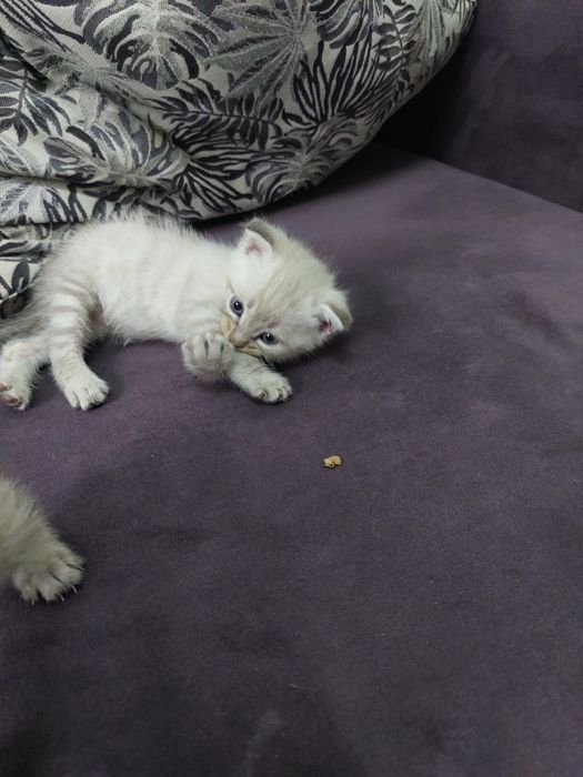 Котята бесплатно