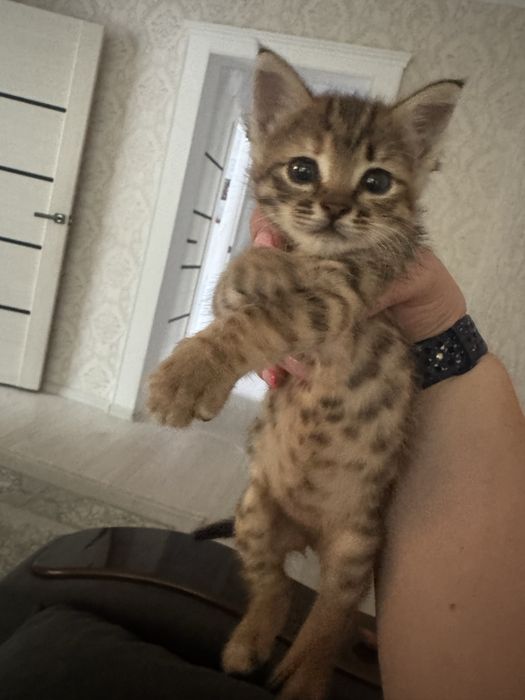 Шотландский котенок ( мама шотландка  )