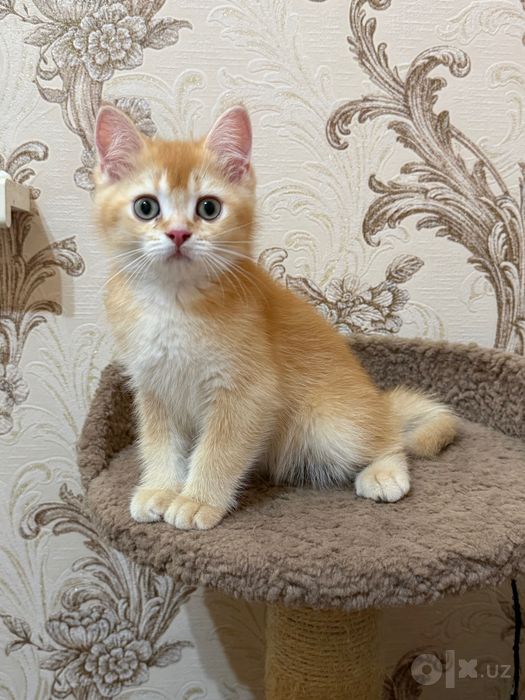 Британские котята  BRI d 03