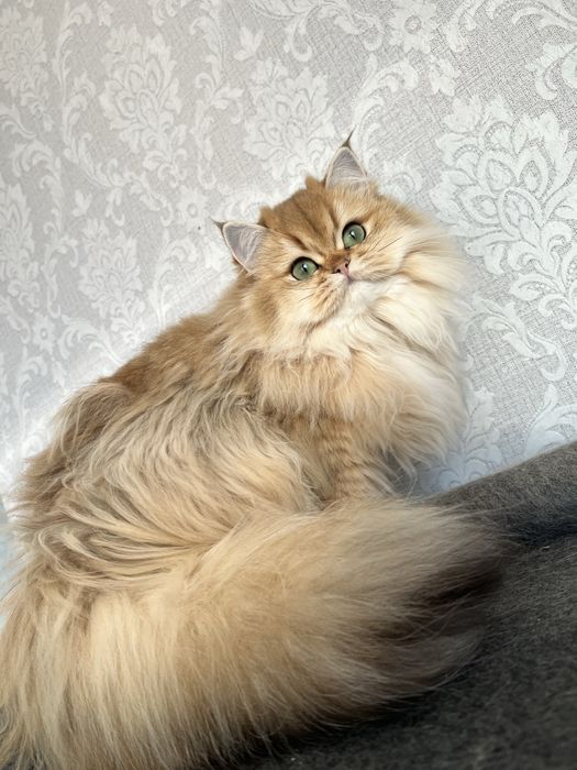 Pisica british longhair cu pedigree