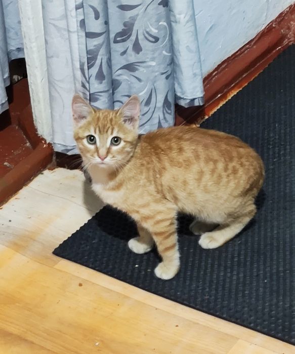 Отдам котёнка в добрые руки