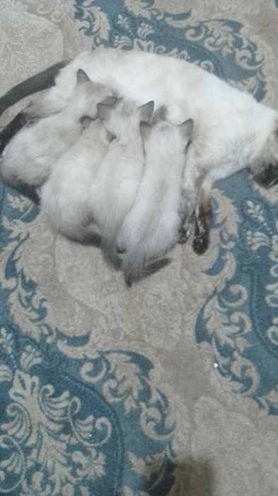 Отдам котят в добрые руки