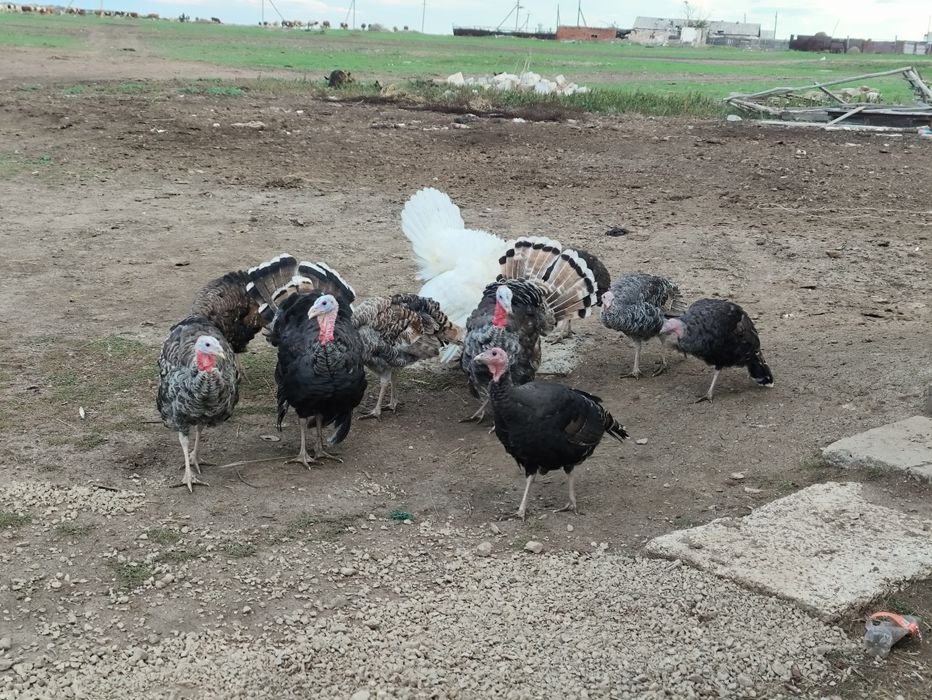 Продам Индюков молодых