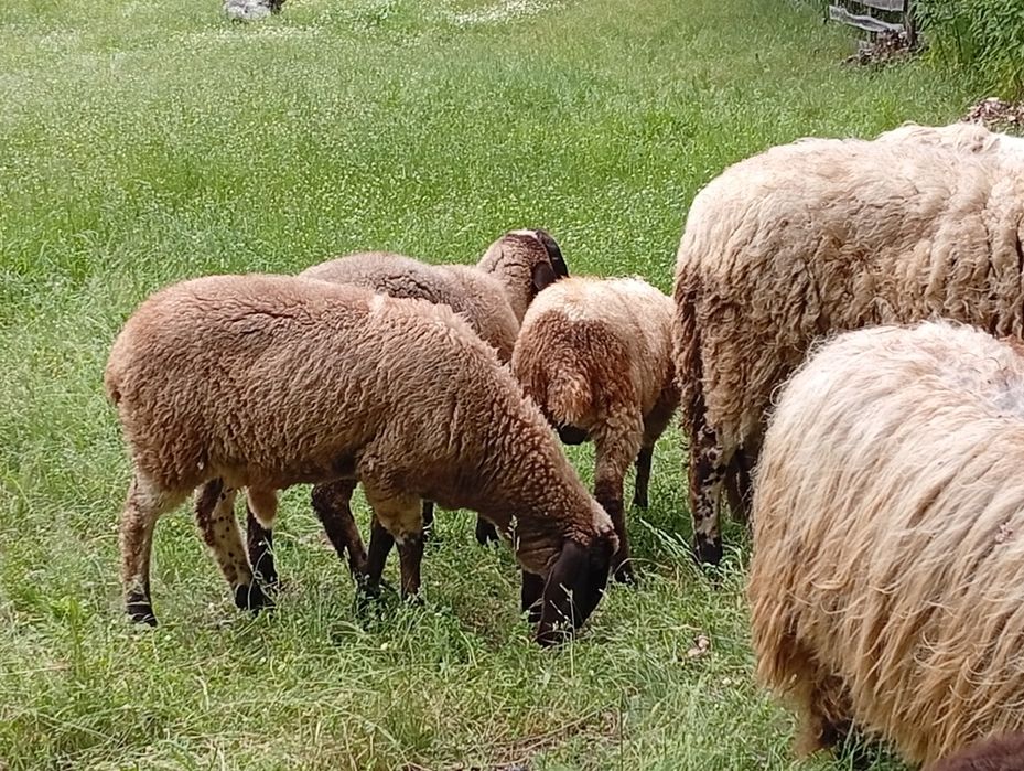 Super oferta ,oi carabașe și breze