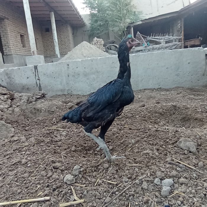 Витнам чистый зот