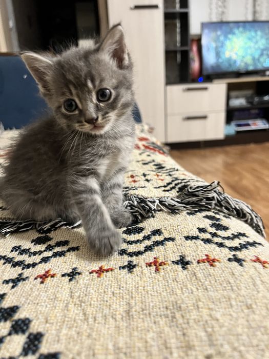 Котенок бесплатно