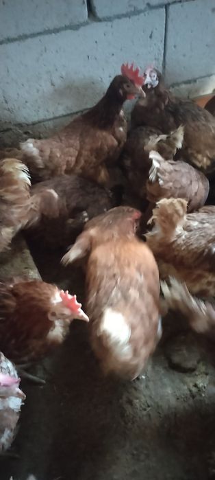 Ofertă Găini de curte - Minim 20 capete - Transport asigurat