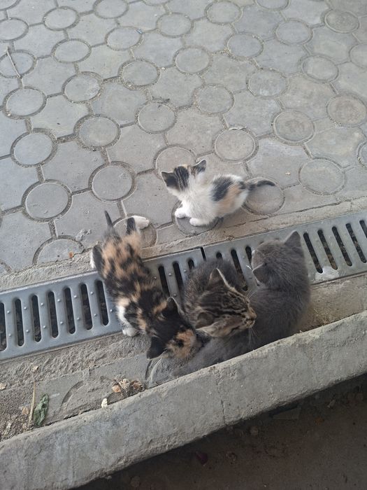 Кошки беспалатно