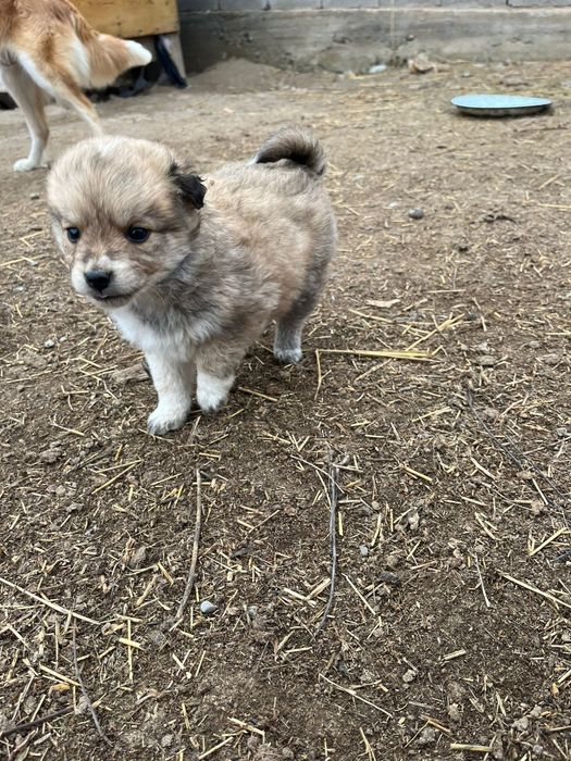 Отдам щенков даром