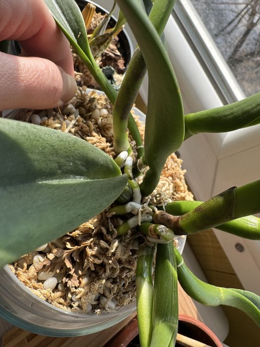 Орхидея Каттлея