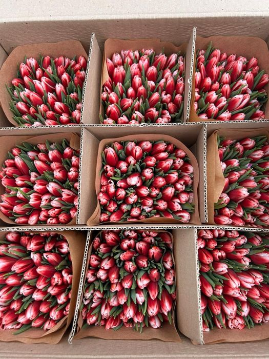Крупные свежие Тюльпаны