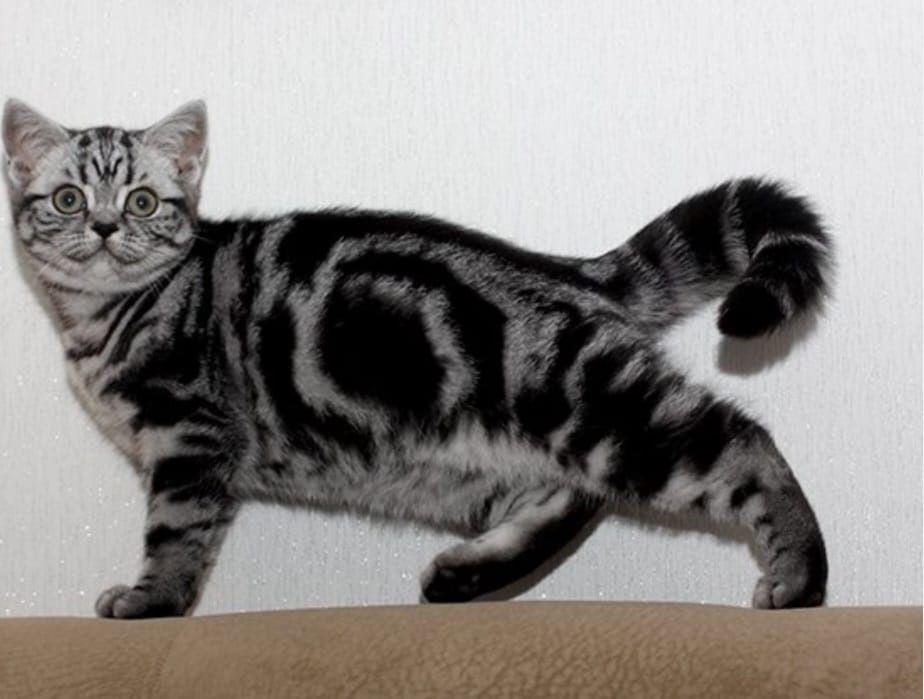 Котёнок британский