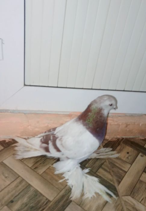 Самец сирен голубь