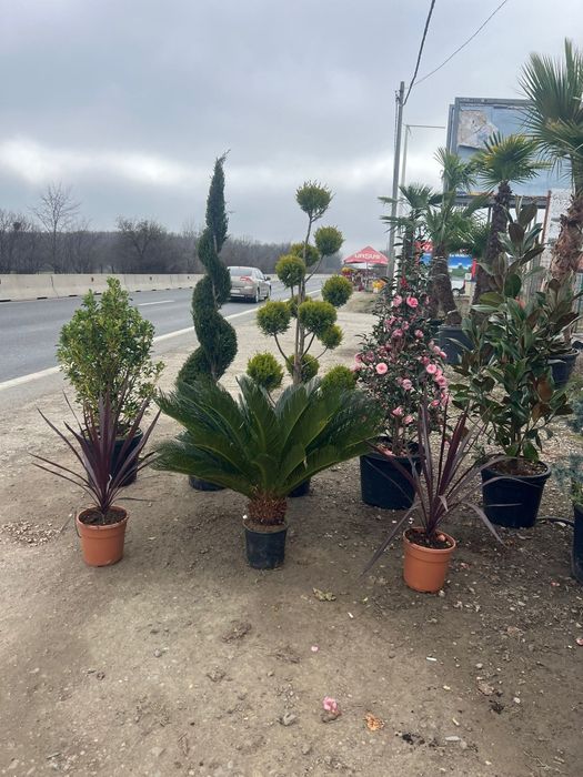 Plmier și multe alte specii de plante ornamentale