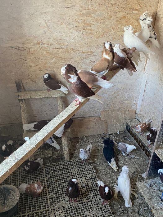 Vând porumbei ornament