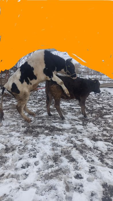 Голштин бұқа сиыр қашыруға