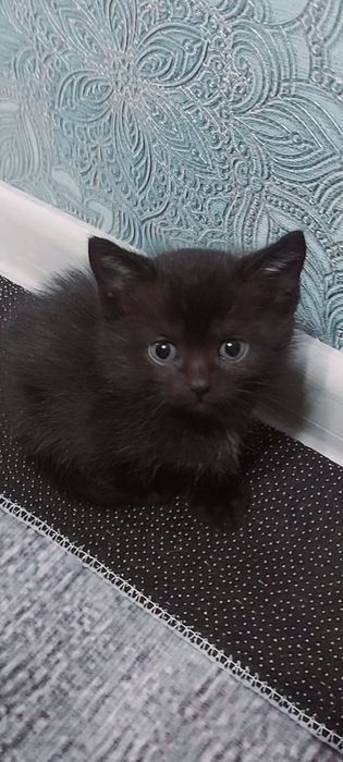 Котёнок Девочка В Добрые Руки