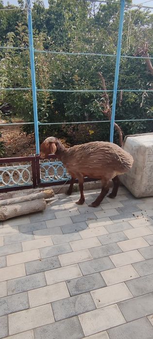 3 жасар ұрғашы саулық