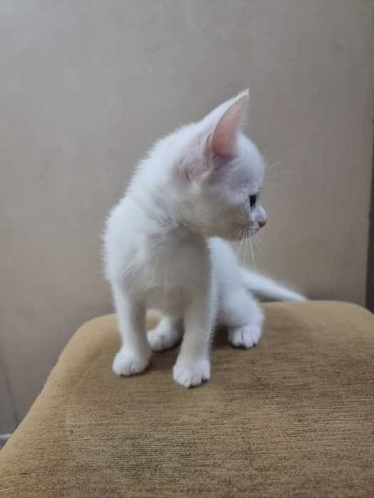 Котят в добрые руки