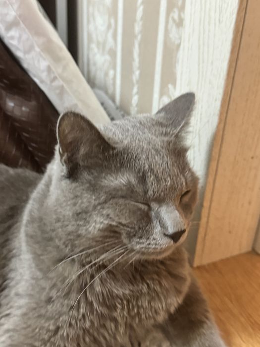 Шотландский пародистый кот