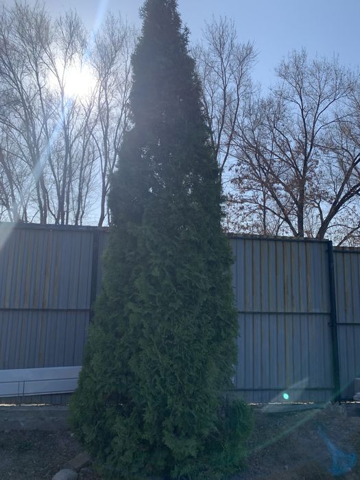 Продам Тую свечка  высотой около 5 метров