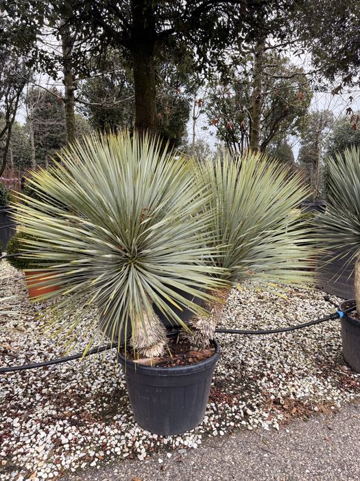Maslin ,Pin ,Brad,Yucca Plante ornamentale