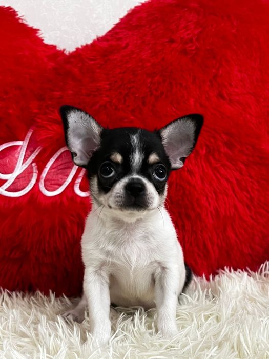 Чихуахуа беби фейс