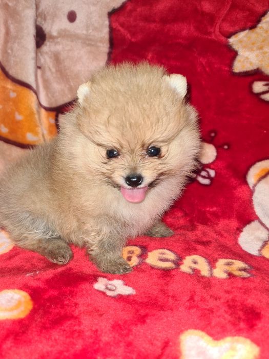 Продам очаровательных щенков шпица.