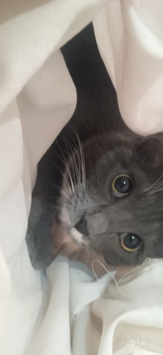 Ona mushik qolga òrgatilgan