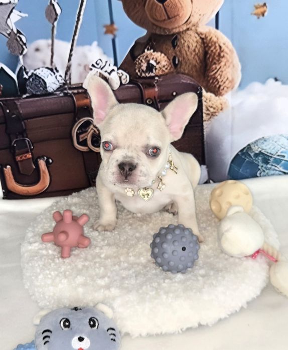 Френски булдог крем платина женско