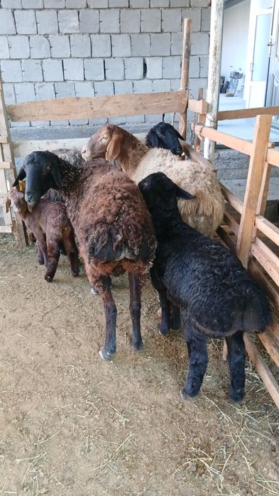 3ta ona bola quylar sotiladi