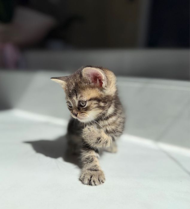american shorthair puiut