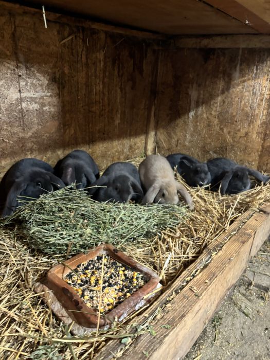 Iepuri berbec german