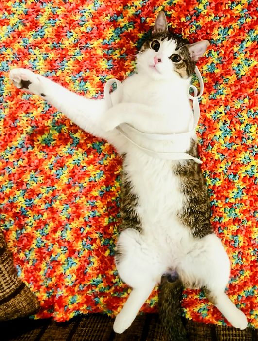 Отдаем кота в хорошие руки