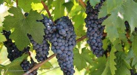 Struguri albi și roșii