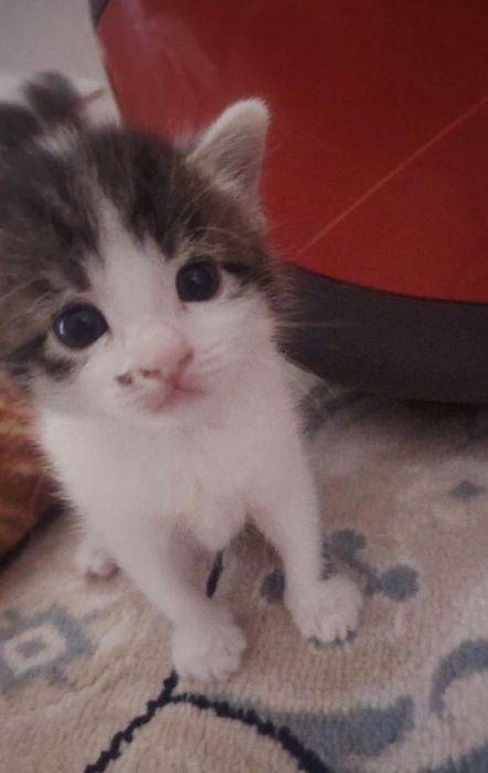 Отдам котят в добрые руки