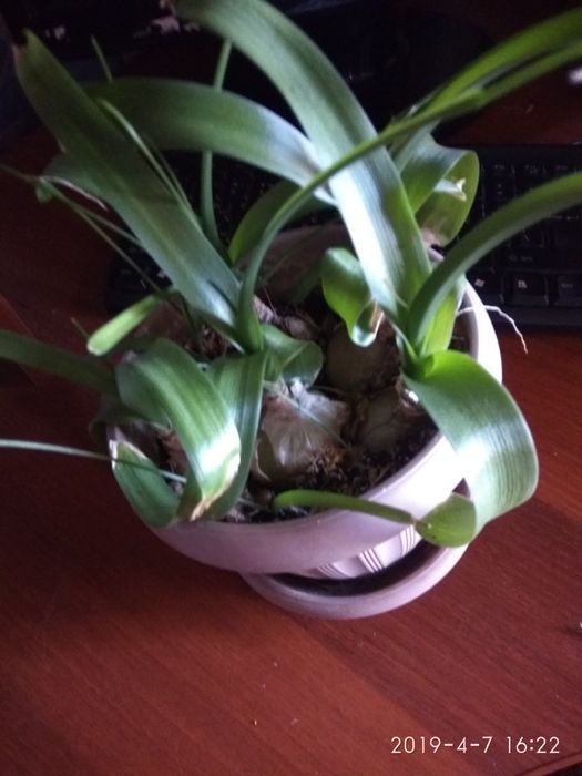 Индийский / китайский  лук