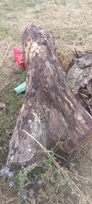 Дървен материал от Орех