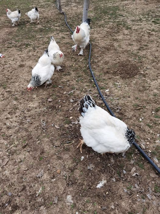 Oua pentru incubat de găină brahma cu mixta - de vanzare