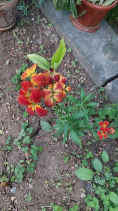 Продаётся  саженцы