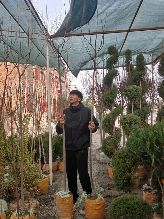 Lola daraxti 100% ishonchli