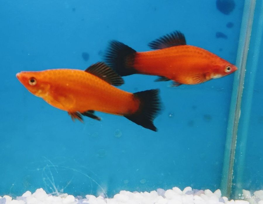 Меченосец берлинский