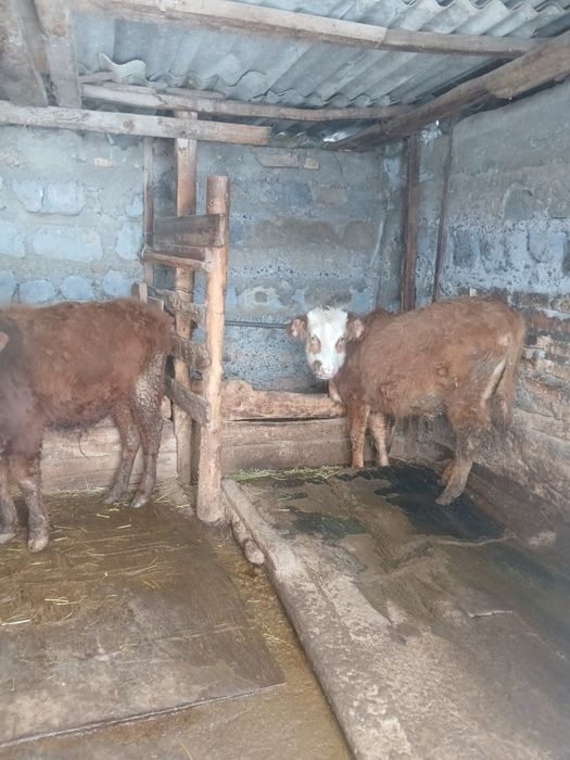 Продам 3 бычка на откорме