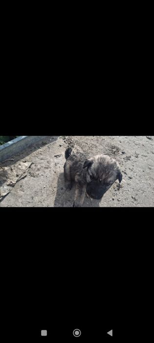 Щенки  бесплатно