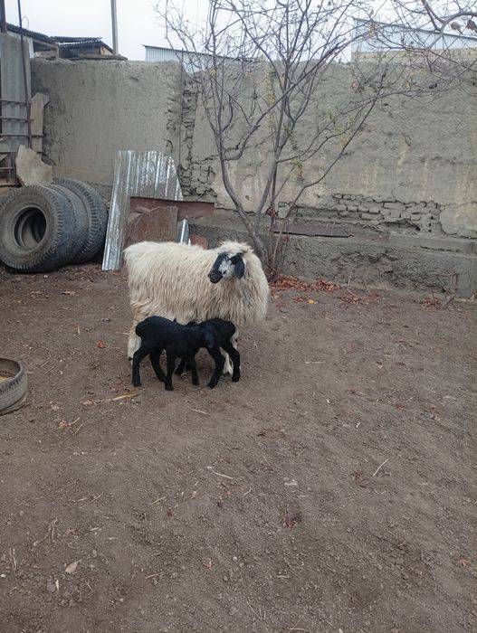 Она бола казоки ку́й сотилади